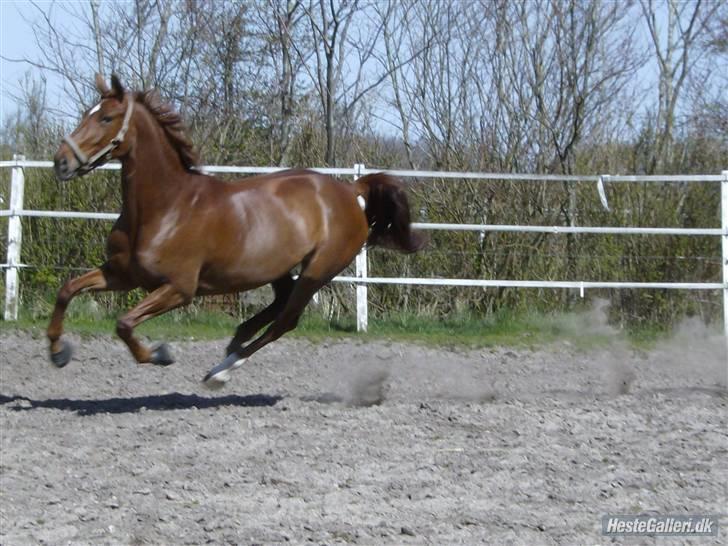 Dansk Varmblod Kia SOLGT billede 13