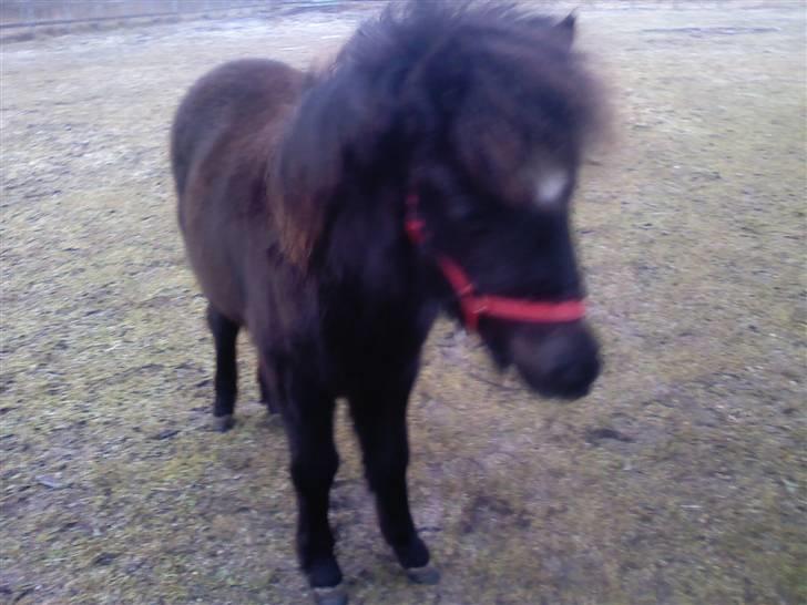 Shetlænder **,Debi,** - Taget den 16Januar 2009:    Hmm? Vent på mig Molly billede 14