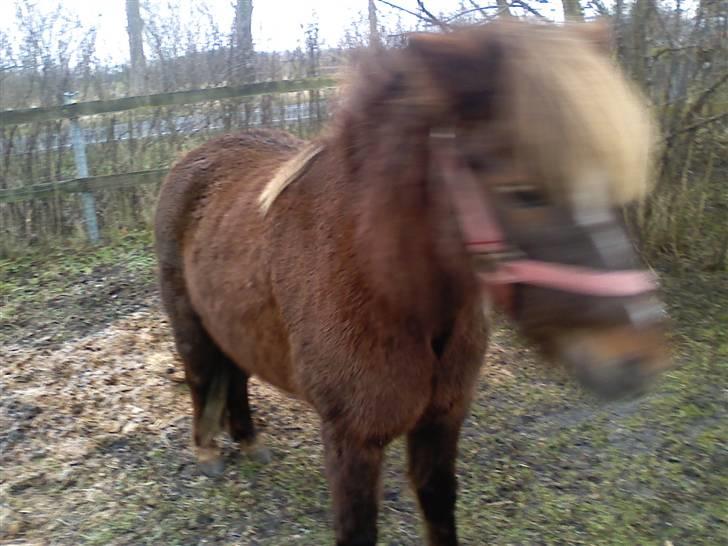 Shetlænder **,Debi,** - Taget den 16Januar 2009:  Dette er Molly min Fold´veninde  billede 15