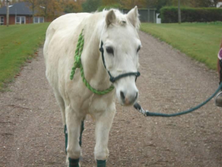 Welsh Pony (sec B) Prins R.I.P †I love you† - 2# Du er så dejlig skat!<3 Foto. Michala Aabech<3 billede 2