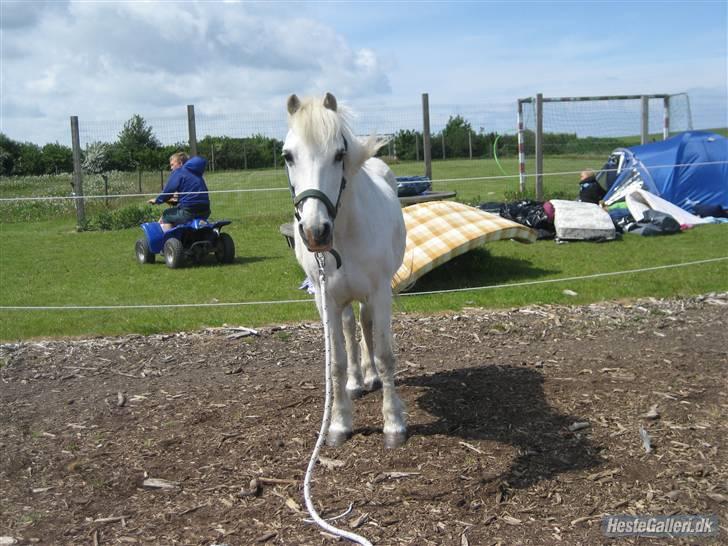 Welsh Pony (sec B) Prins R.I.P †I love you† - 3# I LOVE YOU Foto. Jeanett Nørgaard<3 billede 3