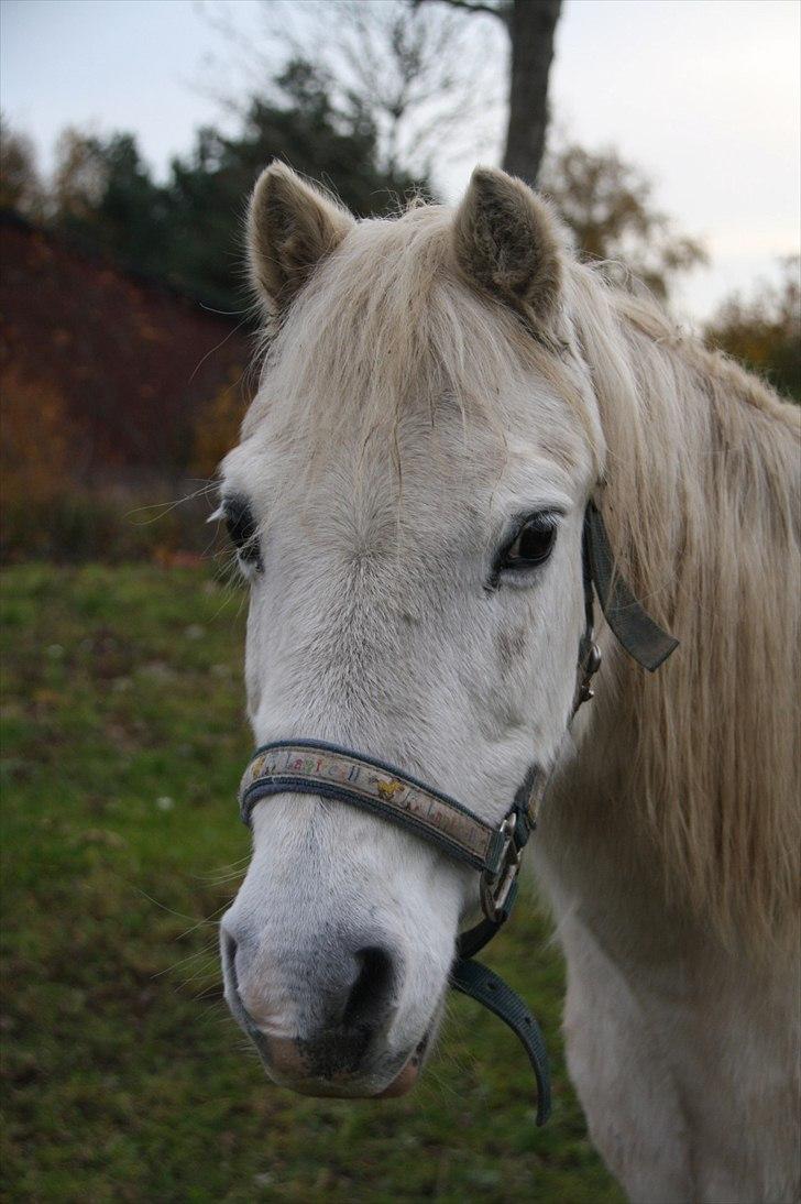 Welsh Pony (sec B) Prins R.I.P †I love you† - 4# Et af de sidste billeder der blev taget af dig, min smukke prins. Jeg elsker dig stadig, det vil jeg have du skal vide! .. <3  billede 4