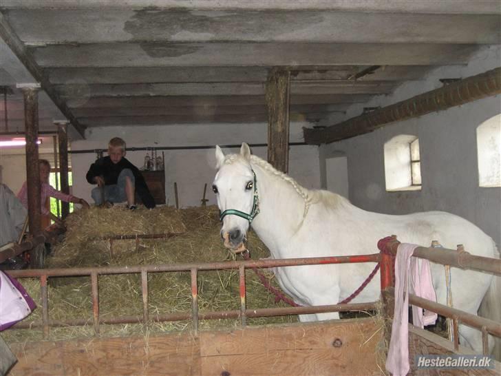 Welsh Pony (sec B) Prins R.I.P †I love you† - 5# Uhmmm hø smager godt c(: Foto. Jeanett Nørgaard<3 billede 5