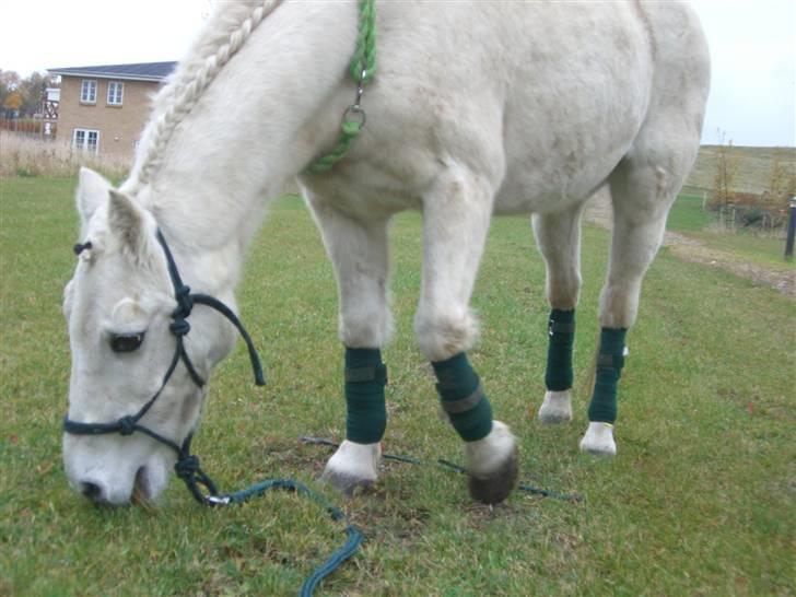 Welsh Pony (sec B) Prins R.I.P †I love you† - 7# Du betyder så meget skat!:´)<3 Foto. Michala Aabech<3 billede 7