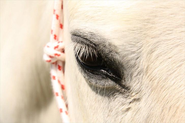 Welsh Pony (sec B) Prins R.I.P †I love you† - 8# Dine gylde øjne! (: Foto. Signe Tonsgaard (mig) (: billede 8