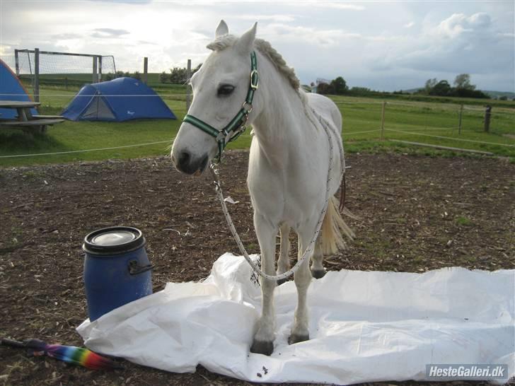 Welsh Pony (sec B) Prins R.I.P †I love you† - 9# Prins på en prasening :´) Foto. Jeanett Nørgaard<3 billede 9