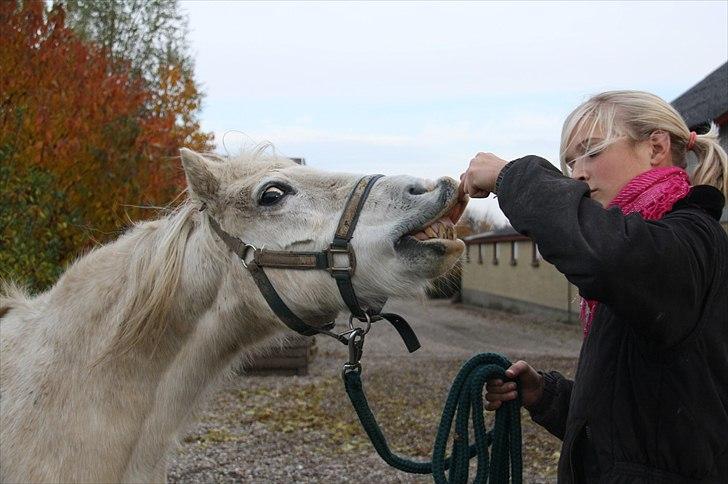 Welsh Pony (sec B) Prins R.I.P †I love you† - 10# Du kunne smile, og du gjorder det med glæde! (´: <3 Foto. Jeanett Nørgaard (:  billede 10