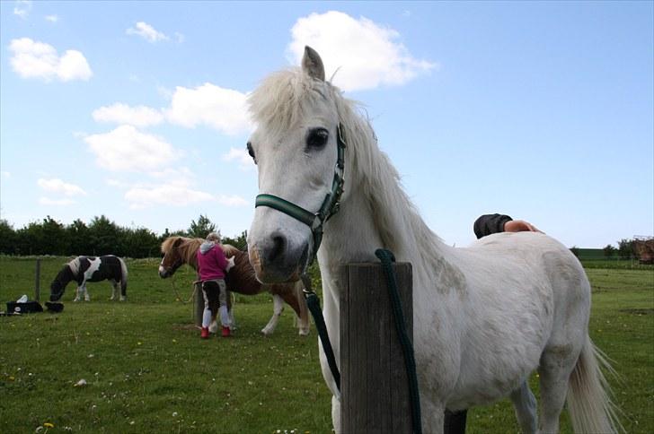 Welsh Pony (sec B) Prins R.I.P †I love you† - 11# En strigle tur er hvist altid godt! :D  Foto. Jeanett Nørgaard<3 billede 11