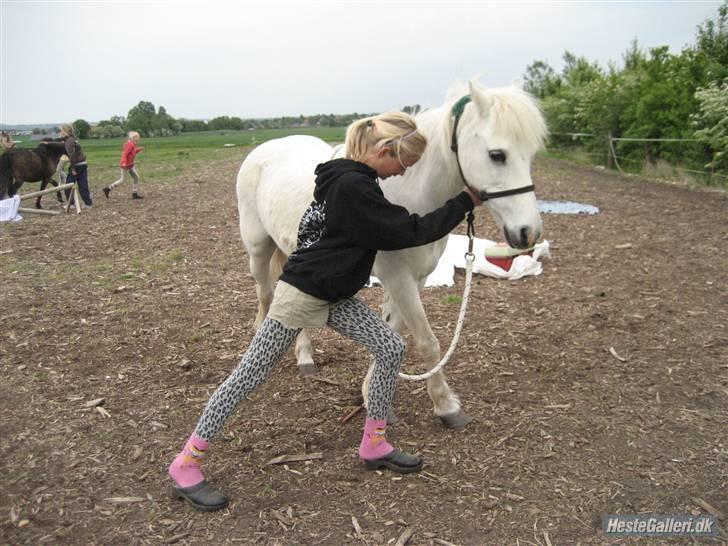 Welsh Pony (sec B) Prins R.I.P †I love you† - 12# Forpartsveninger kan du da også lige :´) Foto. Jeanett Nørgaard<3 billede 12