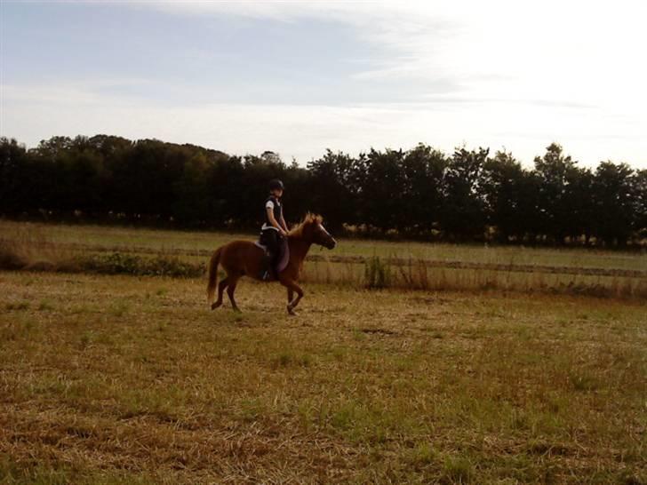 Anden særlig race Futte.†. ~savnet for altid~ billede 7