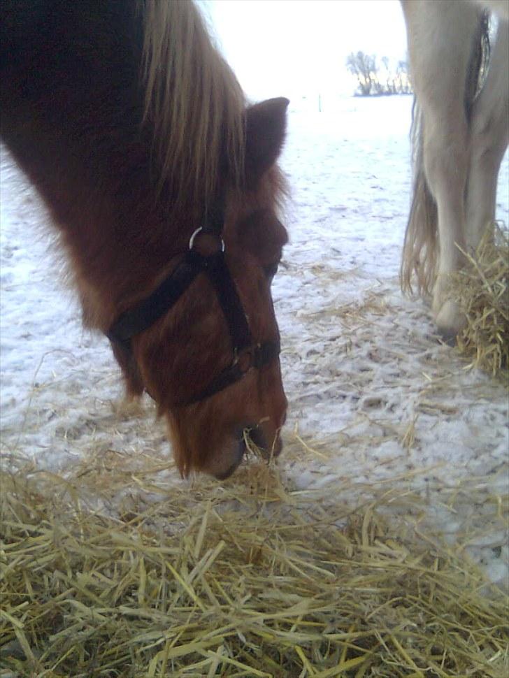 Anden særlig race Futte.†. ~savnet for altid~ - futte i sneen 2010<33 billede 8