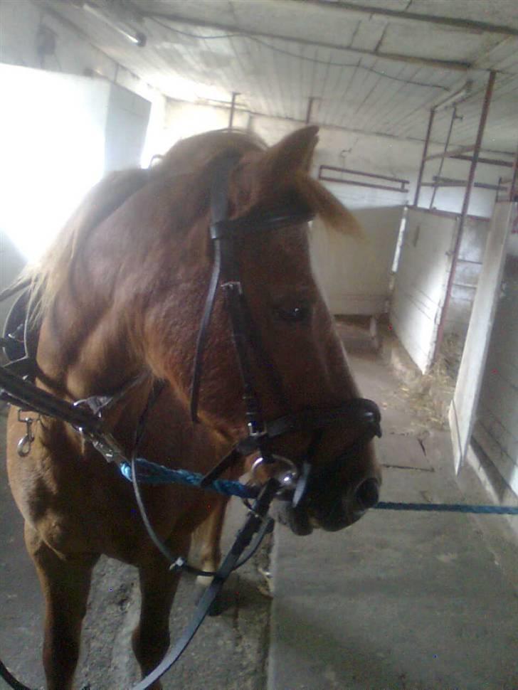 Anden særlig race Futte.†. ~savnet for altid~ - SMUKKE<333 billede 9