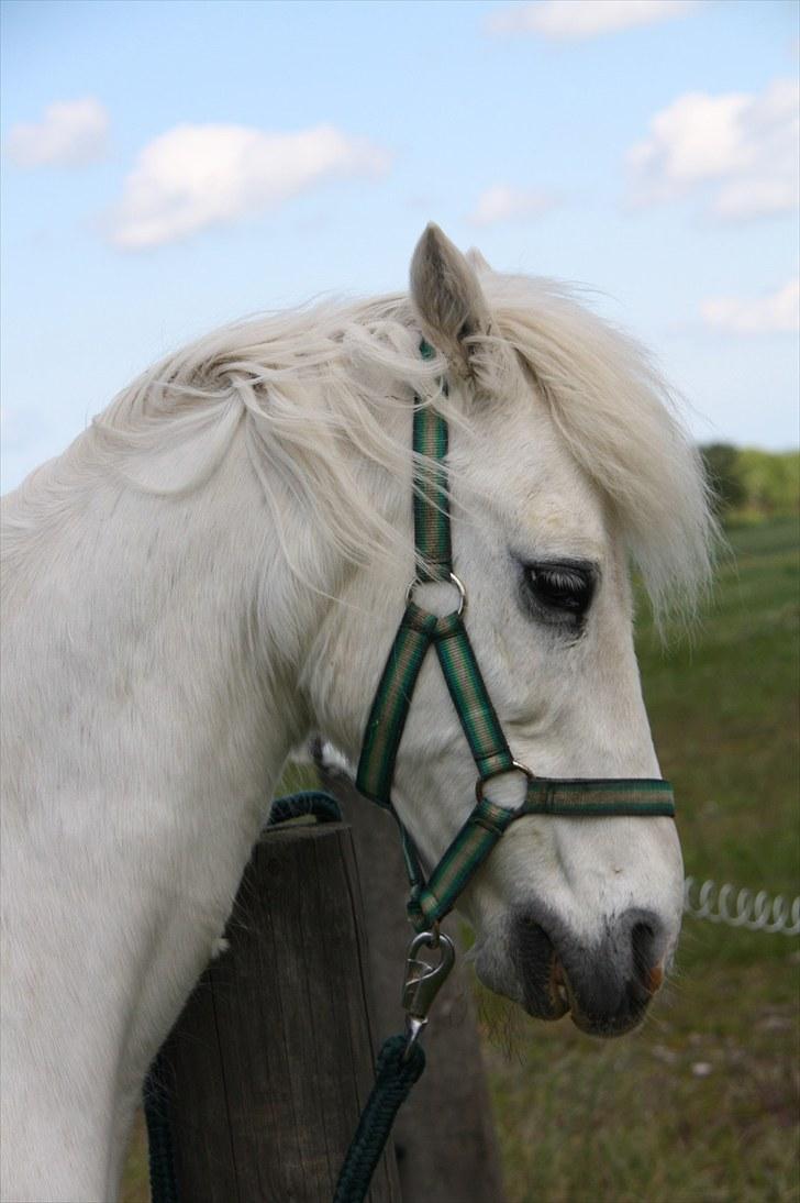 Welsh Pony (sec B) Prins R.I.P †I love you† - 13# Åhh hvor er det dejligt :D Foto. Jeanett Nørgaard (: billede 13