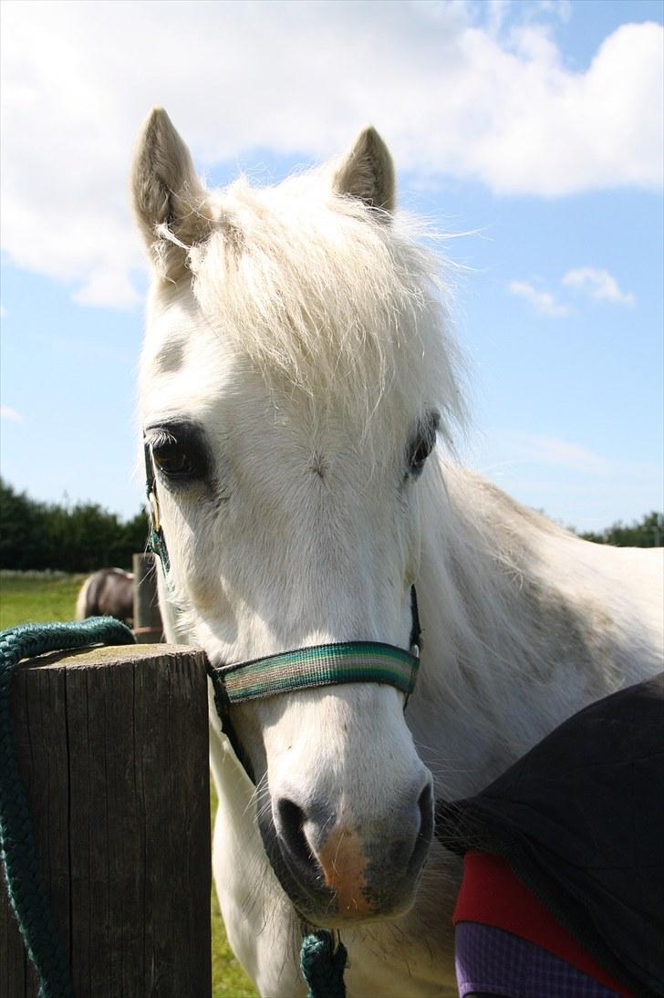 Welsh Pony (sec B) Prins R.I.P †I love you† - 14# Du er FANTASTISK pony? (: Foto. Signe Tonsgaard (mig) (: billede 14