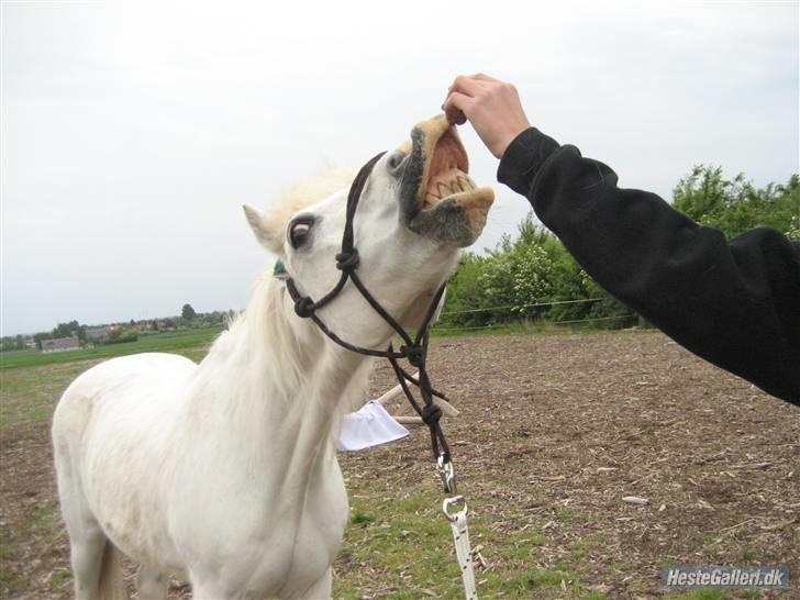 Welsh Pony (sec B) Prins R.I.P †I love you† - 15# Smile på komando :´) SÅ STOLT AF DIG PRINS :´) Foto. Jeanett Nørgaard<3 billede 15