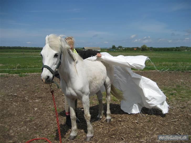 Welsh Pony (sec B) Prins R.I.P †I love you† - 16# Tillids træning med en hvid prasenig (staves) :´) Foto. Michala Aabech Jørgensen<3 billede 16