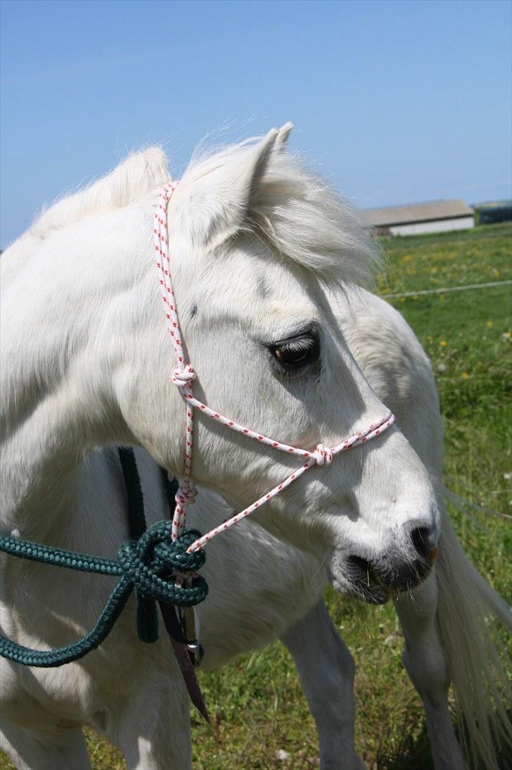 Welsh Pony (sec B) Prins R.I.P †I love you† - 17# Jeg elsker dig Prins! :* Foto. Signe Tonsgaard (mig) (: billede 17