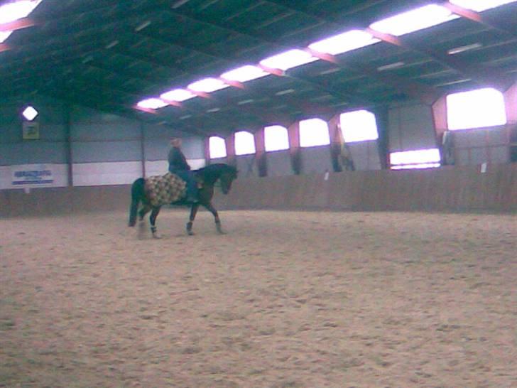 Polsk Varmblod Kamrat  R.I.P billede 14