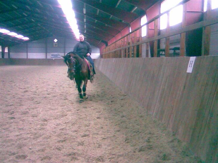 Polsk Varmblod Kamrat  R.I.P billede 15