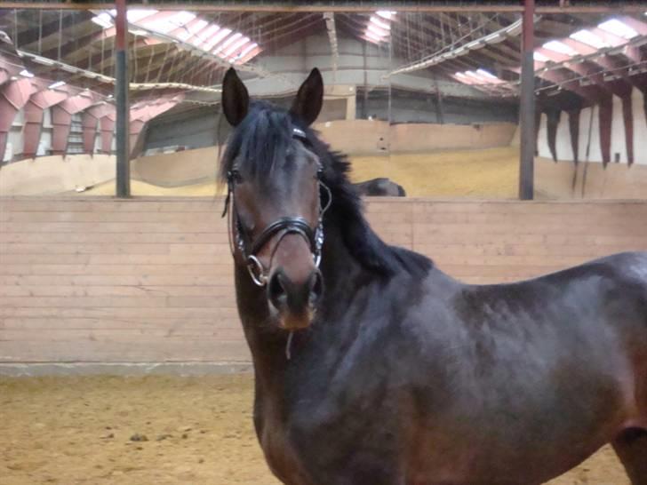 Anglo Araber (AA) Raypawers Seabiscuit - Velkommen til Kiksens profil =) billede 1