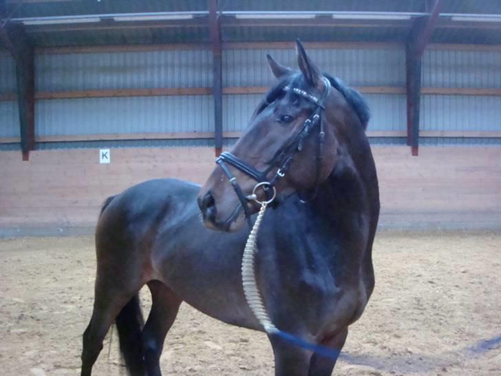 Anglo Araber (AA) Raypawers Seabiscuit - Kiks  billede 2