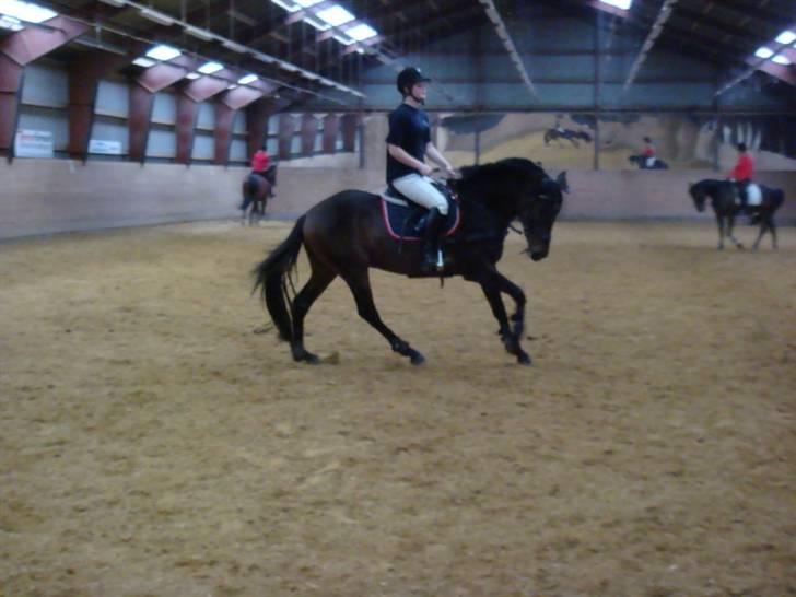 Anglo Araber (AA) Raypawers Seabiscuit - Kiksen billede 3