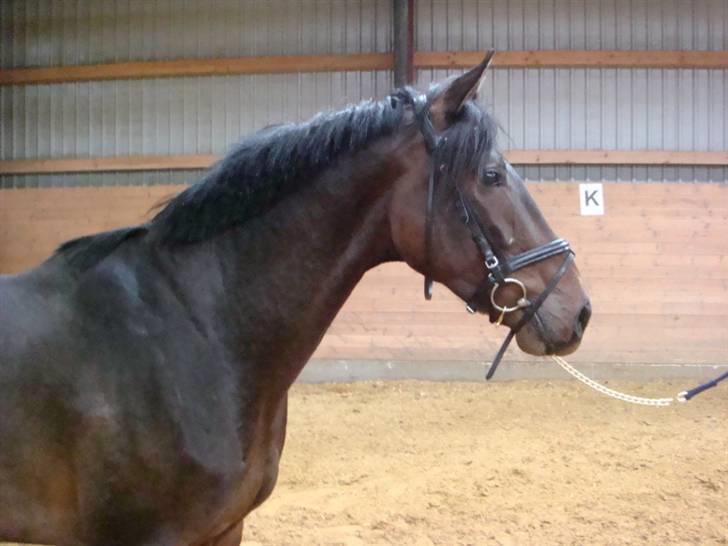 Anglo Araber (AA) Raypawers Seabiscuit - Kiks :) billede 4