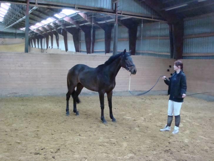 Anglo Araber (AA) Raypawers Seabiscuit - Kikse og Mor billede 5