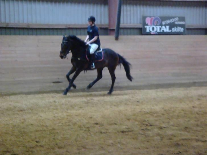 Anglo Araber (AA) Raypawers Seabiscuit - Kontra ;) billede 6
