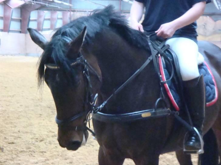 Anglo Araber (AA) Raypawers Seabiscuit - Fiiine Kiks :) billede 7