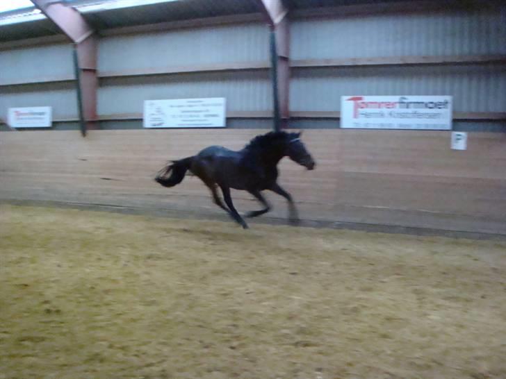 Anglo Araber (AA) Raypawers Seabiscuit - Kiks fri i galop billede 8
