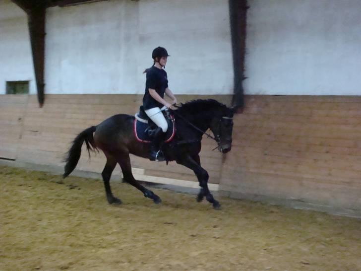 Anglo Araber (AA) Raypawers Seabiscuit - Kiks :) billede 10