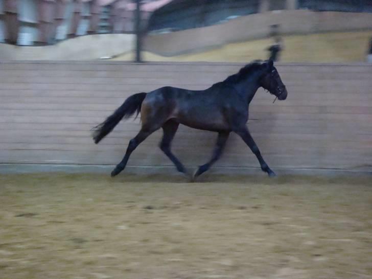 Anglo Araber (AA) Raypawers Seabiscuit - Kiks fri i trav billede 11