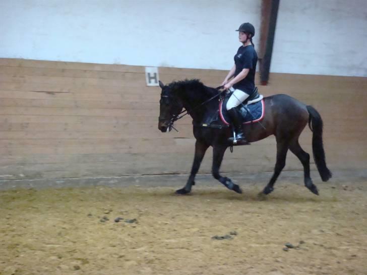 Anglo Araber (AA) Raypawers Seabiscuit - Kiks :) billede 12