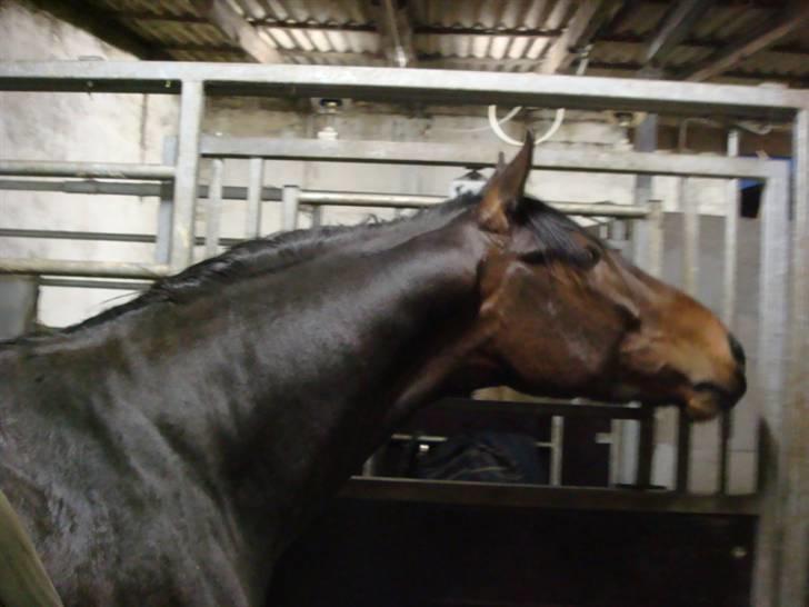 Anglo Araber (AA) Raypawers Seabiscuit - Kiks (: billede 13