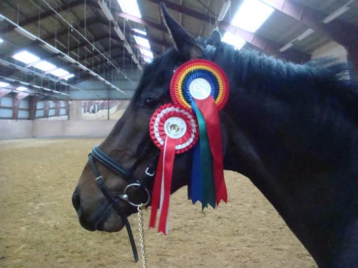 Anglo Araber (AA) Raypawers Seabiscuit - Præmiehingsten billede 14