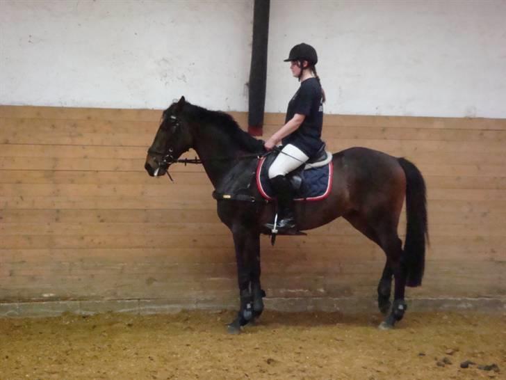 Anglo Araber (AA) Raypawers Seabiscuit - Kiks :) billede 15