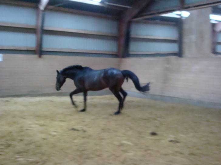 Anglo Araber (AA) Raypawers Seabiscuit - Kiks fri i trav billede 17