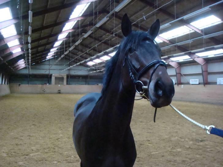 Anglo Araber (AA) Raypawers Seabiscuit - Kiks (: billede 18