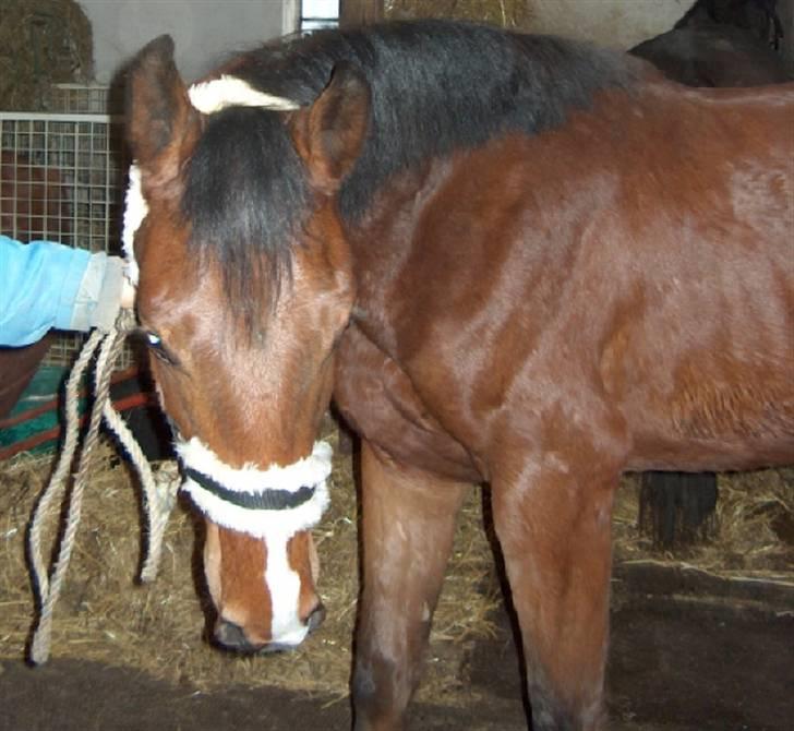 Dansk Varmblod Calibro*SOLGT* billede 6