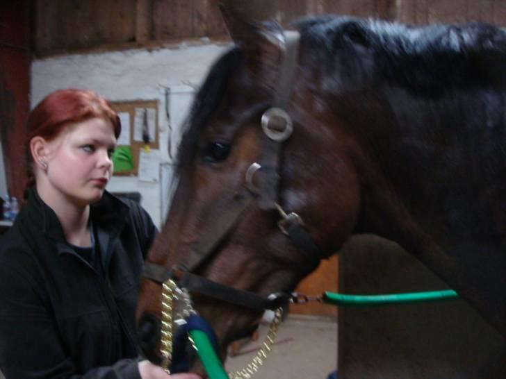 Anglo Araber (AA) Raypawers Seabiscuit - Mor og Kikse billede 19