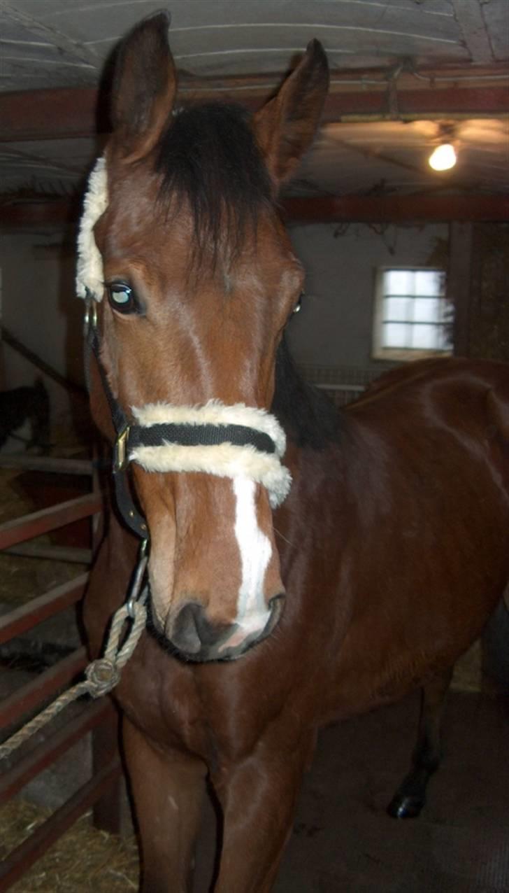 Dansk Varmblod Calibro*SOLGT* billede 7