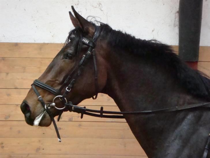 Anglo Araber (AA) Raypawers Seabiscuit - Kikse :) billede 20