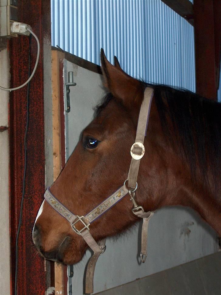 Dansk Varmblod Calibro*SOLGT* billede 8