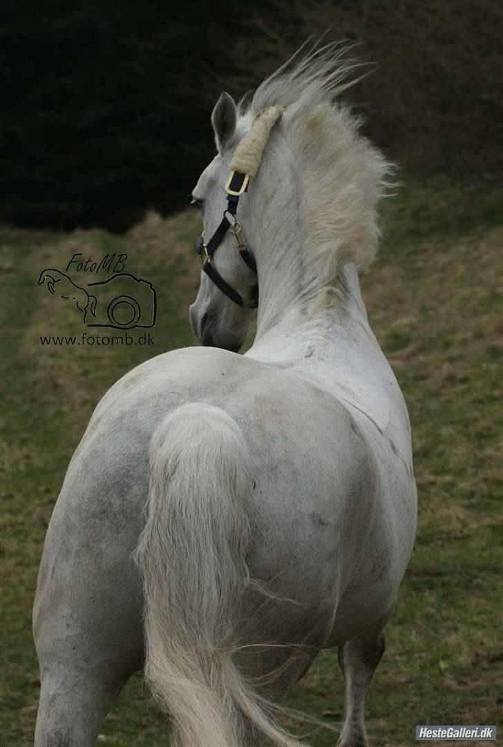 Connemara Calle - SOLGT - //fotomb// billede 18