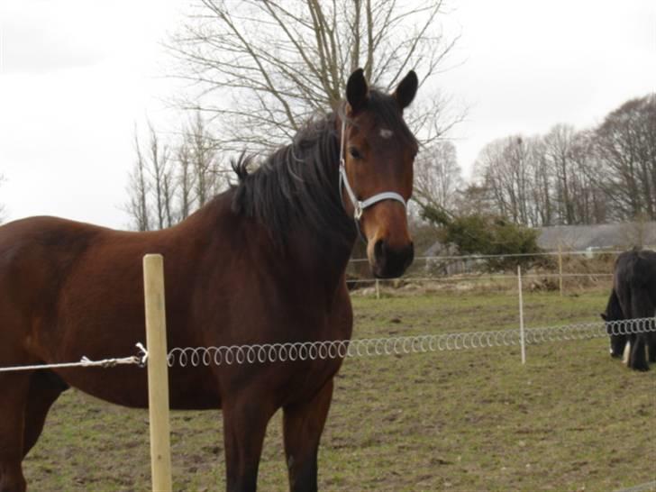 Traver Dot Salar(Doggi)solgt - Doggi ved en af hans tidligere ejer jeanette billede 1