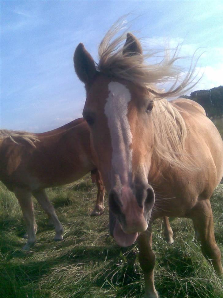 Haflinger Gråbjerghøjs Svea - skal du række tunge hva????(haha elsker det billede) billede 3