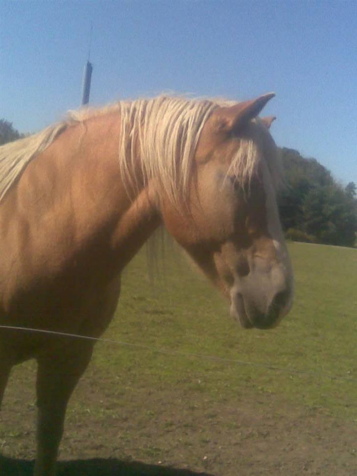Haflinger Gråbjerghøjs Svea - åhhhh jeg sys bare billedet er flot ! *<33  billede 4