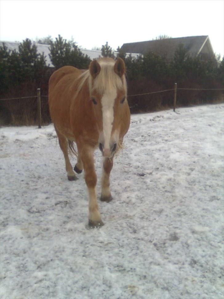 Haflinger Gråbjerghøjs Svea - svea i sneen 2010<33* billede 5