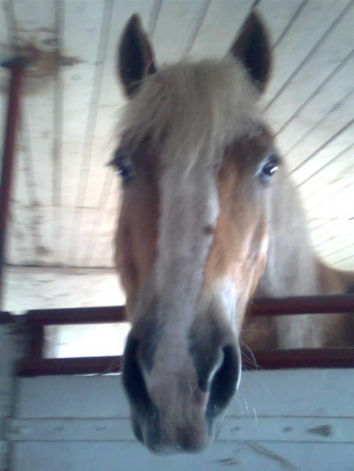 Haflinger Gråbjerghøjs Svea - du er så flot ! <33 billede 6